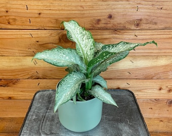 Dieffenbachia Tiki, 4" Plant