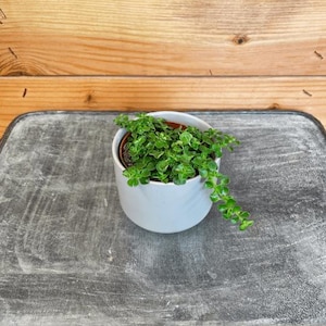 Pilea Green Baby Tears, 2&quot; Plant