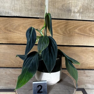 Philodendron Gigas Pick Your Plant, 4 Plant image 1