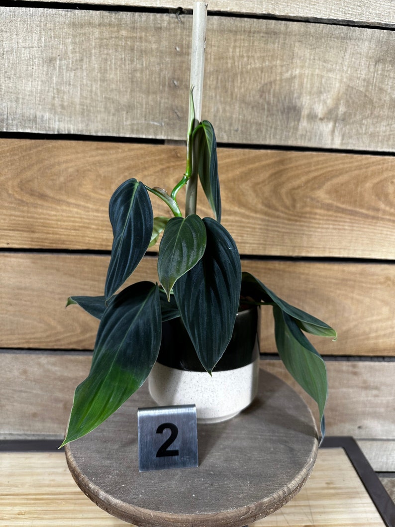 Philodendron Gigas Pick Your Plant, 4 Plant image 1