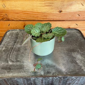 Begonia Strawberry, 2&quot; Plant