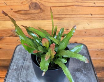 monstera kletter Monstera Deliciosa | Kaufen Sie seltene Pflanzen online main image 0