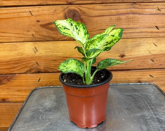 May include: A small Dieffenbachia plant with variegated green and cream-colored leaves potted in a simple brown plastic container. The plant features broad, pointed foliage with a mottled pattern, centered in a plain, functional nursery pot.
