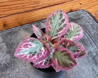 Episcia Pink Brocade, 2&quot; Plant