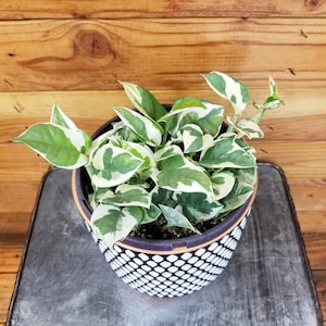 Epipremnum N&#39;joy, 6&quot; Plant
