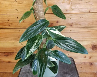 Monstera standleyana Aurea Variegata on Moss Pole - Pick Your Plant, 4" Plant