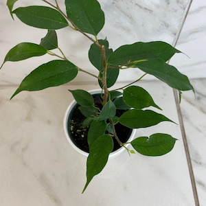 May include: A small ficus plant in a white pot. The plant has multiple stems with green leaves. The leaves are a deep green color and have a smooth texture. The pot is sitting on a white and gray tiled surface.