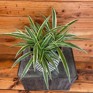 May include: A spider plant with long, green and white striped leaves, potted in a decorative black and white patterned pot. The plant sits on a rustic metal tray against a wooden background.