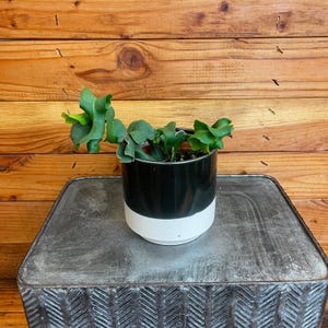 Epiphyllum Curly Locks, 4&quot; Plant