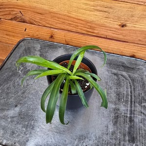 Chlorophytum Bonnie Green Spider, 2" Plant