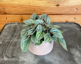 Peperomia Napoli Night, 2" Plant