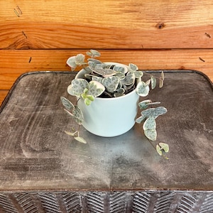 Ceropegia Woodii String of Hearts Variegated, 2&quot; Plant