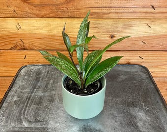 Hoya Pubicalyx Splash, 2" Plant