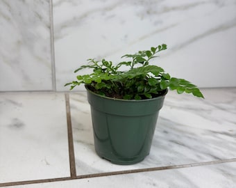 Asplenium Austral Gem Fern, 4" Plant