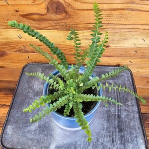 Nephrolepis Cordifolia Fern Lemon Button, 4&quot; Plant