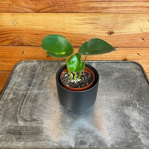 Peperomia Polybotrya Raindrop, 2" Plant