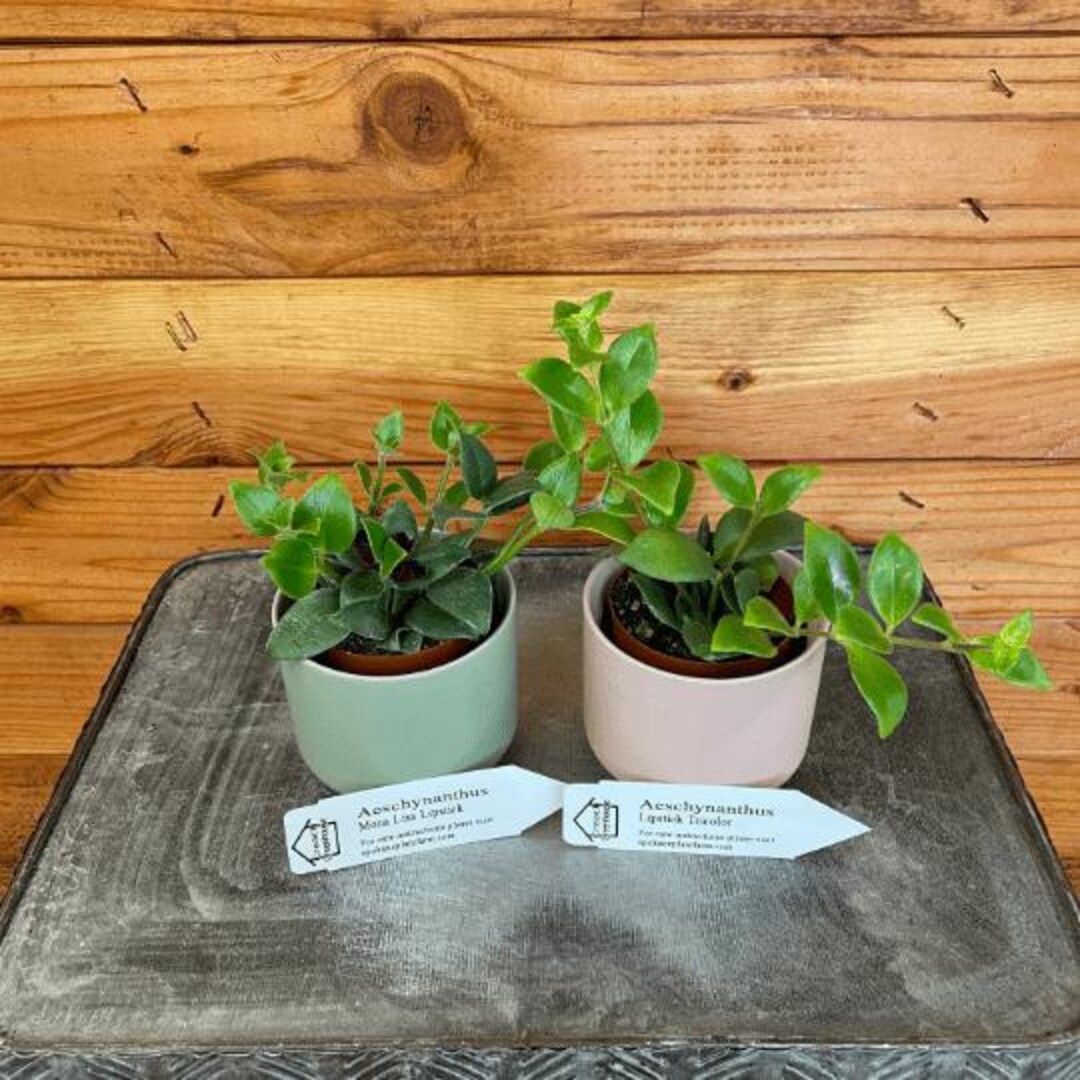 Lipstick Lovers 2 Gift Settricolor and Mona Lisa Etsy