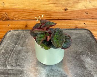 Begonia Manaus, 2&quot; Plant