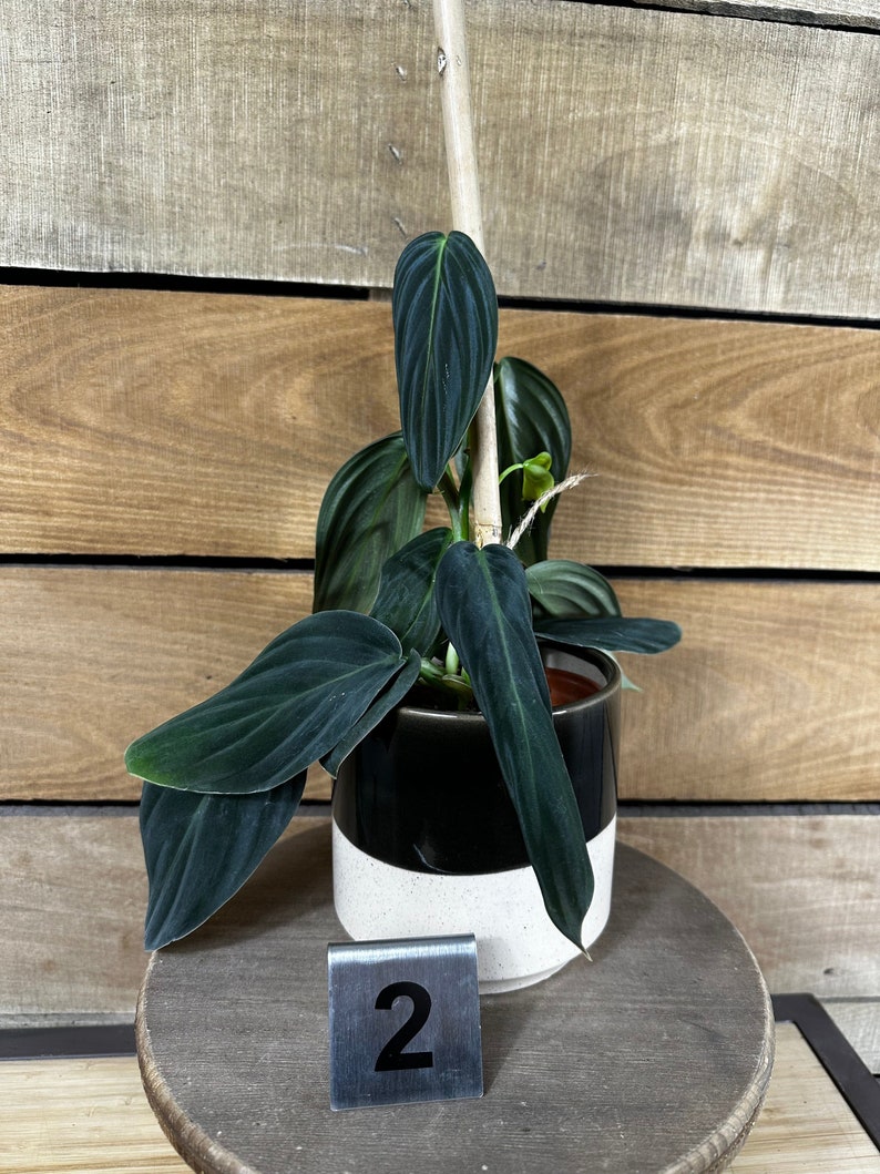 Philodendron Gigas Pick Your Plant, 4 Plant image 6