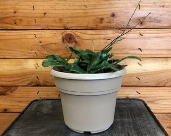 Hoya Rotundiflora, 6" Plant