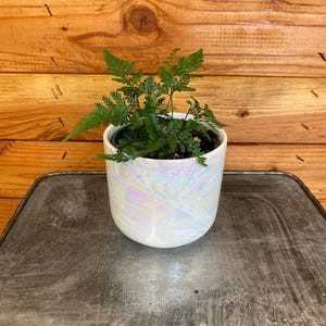 Davallia Rabbits Foot Fern, 4&quot; Plant