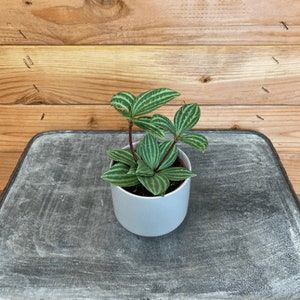 Peperomia Stilt, 2" Plant