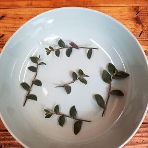 Tradescantia Baby Bunny Bellies, Cuttings x5