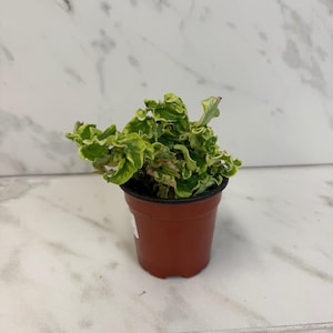 May include: A small potted plant with vibrant green and yellow, ruffled leaves. The plant is in a brown plastic pot, set against a white and gray marble background. The plant's leaves have a unique, textured appearance.