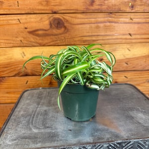 Chlorophytum Curly Spider, 4" Plant