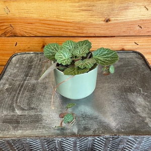 Begonia Strawberry, 2&quot; Plant