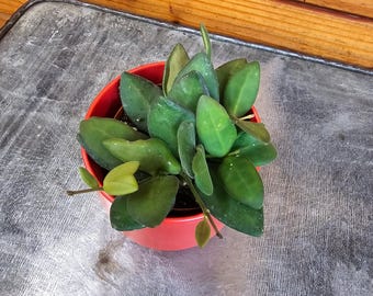 Hoya Bilobata, 2" Plant
