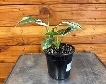 Philodendron Wizard blanc, plante de 4 po.