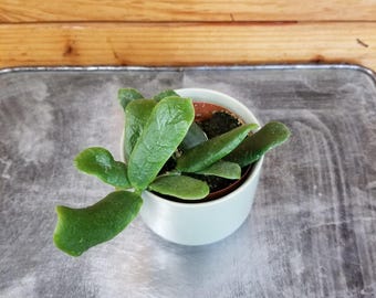 Hoya Rotundiflora, 2" Plant