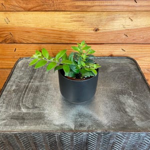 Puede incluir: Una pequeña planta verde con hojas verde oscuro en una maceta negra sobre una superficie gris texturizada.