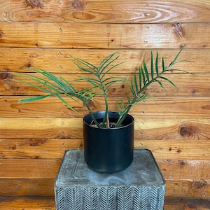 Philodendron Tortum, 6&quot; Plant
