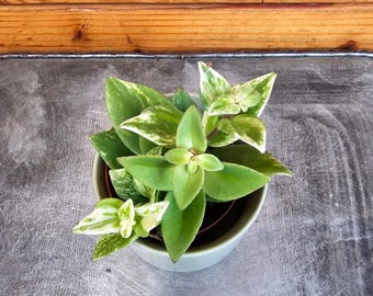 Aeschynanthus Lipstick Variegated, 2&quot; Plant