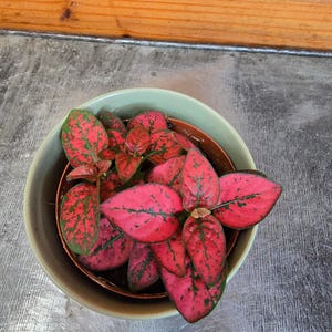 Hypoestes Polka Dot Plant Red Splash, 2&quot; Plant