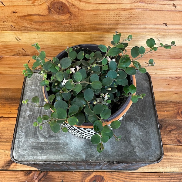 Codonanthe Devosiana Paula, 6" Plant