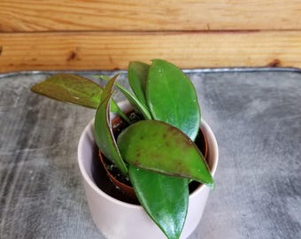 Hoya Minahassae, 2" Plant