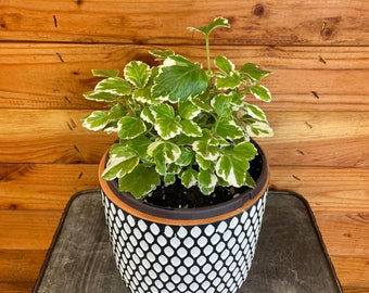 Plectranthus Swedish Ivy Mint, 6" Plant