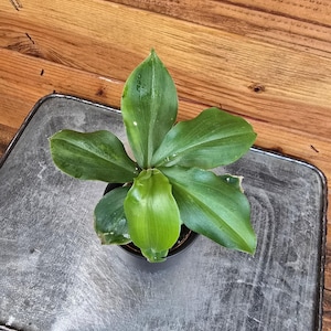 Costus Igneus Insulin Plant, 2" Plant