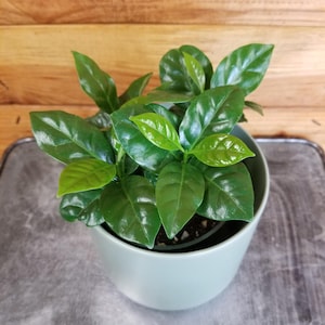 Coffea Arabica Coffee Plant, 4&quot; Plant