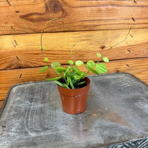 Dischidia Ovata Watermelon, 2&quot; Plant