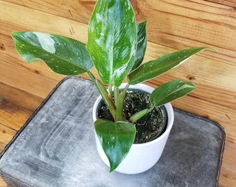 Philodendron White Princess, 4" Plant