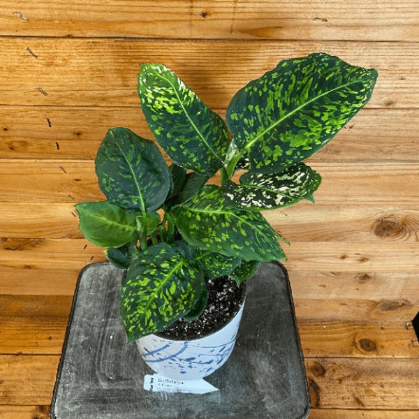 Réflecteur Dieffenbachia, plante de 6 po.