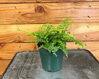 Fern Compact Boston, 4" Plant