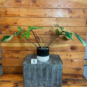 Philodendron Florida Beauty - Pick Your Plant, 4" Plant