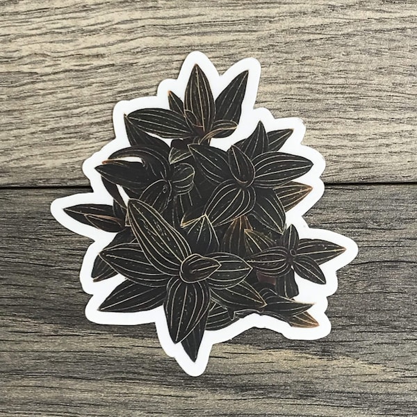 Ludisia Discolor Sticker