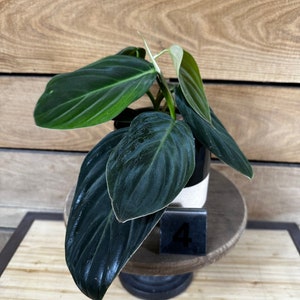 Philodendron Gigas Pick Your Plant, 4 Plant image 3