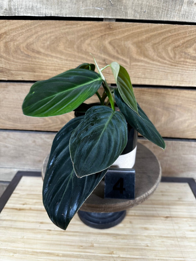 Philodendron Gigas Pick Your Plant, 4 Plant image 3